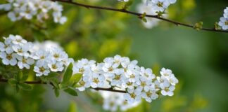 Gdzie zaczyna się czarny szlak na Śnieżkę?