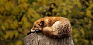 Czy spanie w namiocie jest zdrowe?