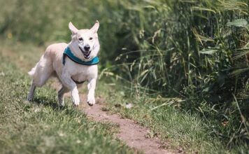Ile można biegać w butach?