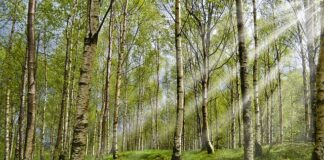 Czy w Tunezji są kleszcze?