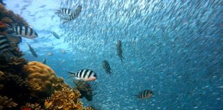 Czy jest rafa koralowa w Tunezji?
