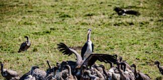 Co to jest SEPA w banku?