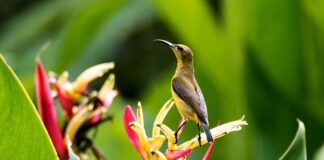 Jak uniknąć dodatkowych opłat za roaming?