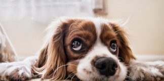 Jak wybrać hotel dla psa