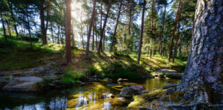 Co warto zobaczyć w Rezerwacie Słone Łąki